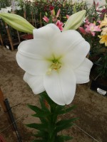 [5685 ST LO-08415144-121 No02.JPG]